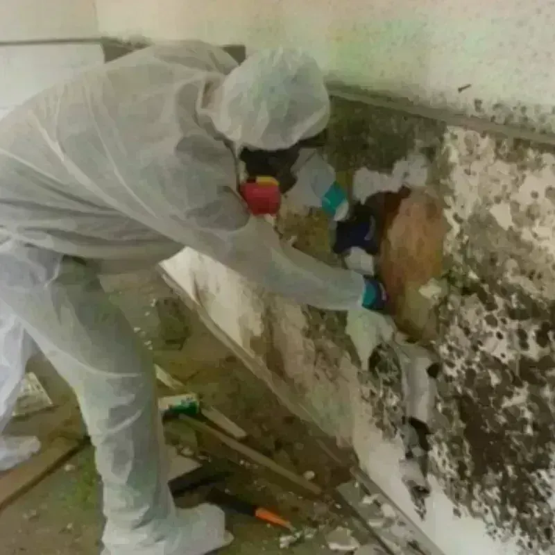 Mold Remediation and Removal in Leesville, SC